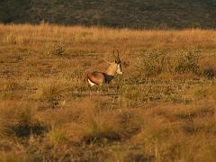 090516_Pilanesberg 337